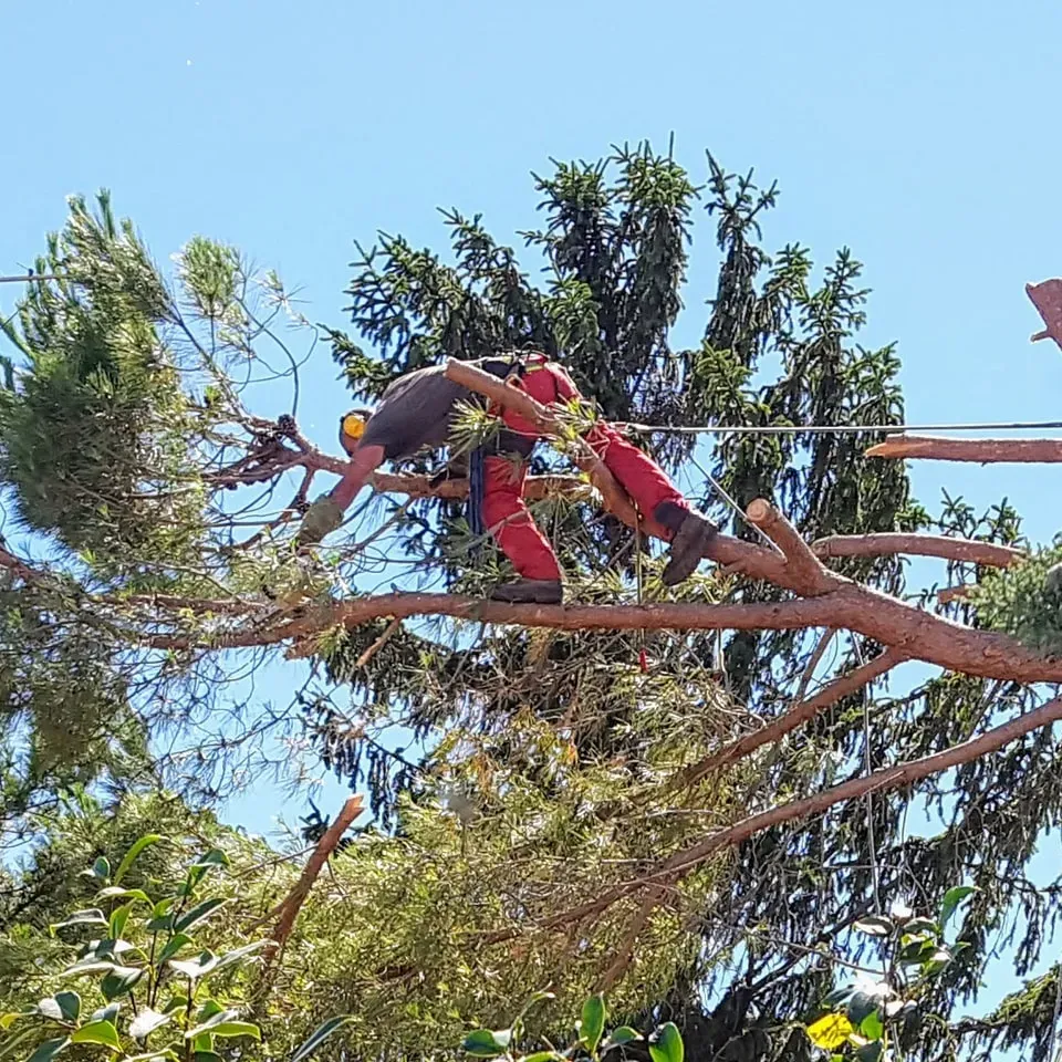 Débrouissallage près de Chéroy